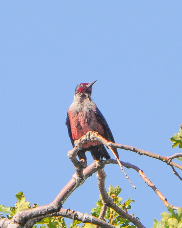 Lewiss Woodpecker