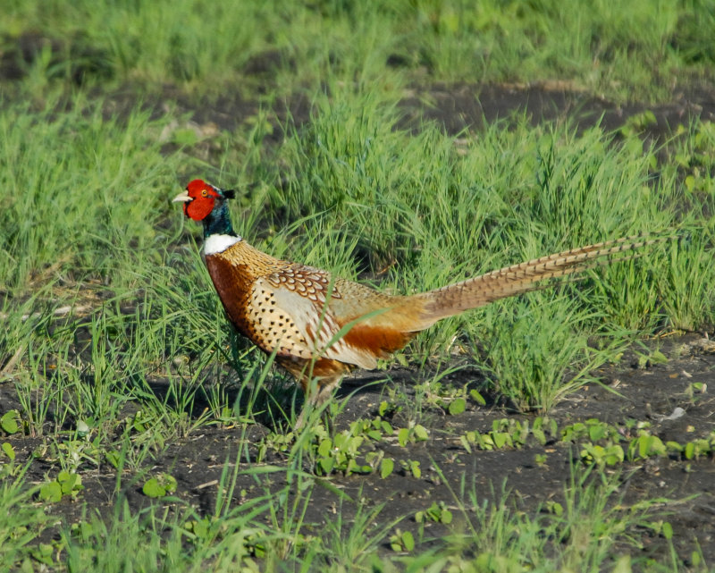 Ring-necked pheasant