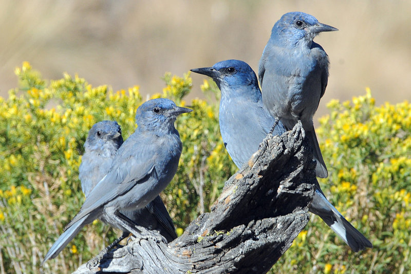 Pinyon Jays