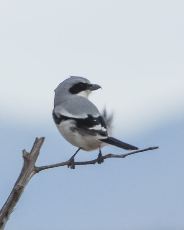 Loggerhead Shrike