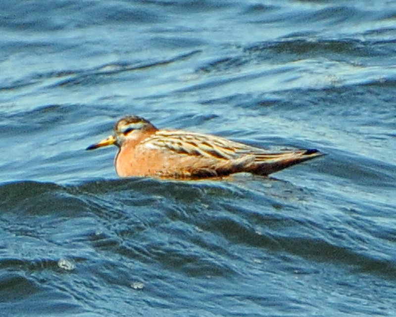 Red phalarope