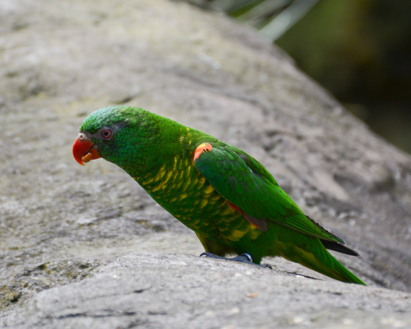 Scaly-breasted lorikeet