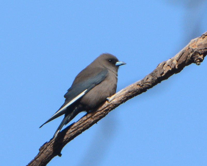 Dusky Woodswallow