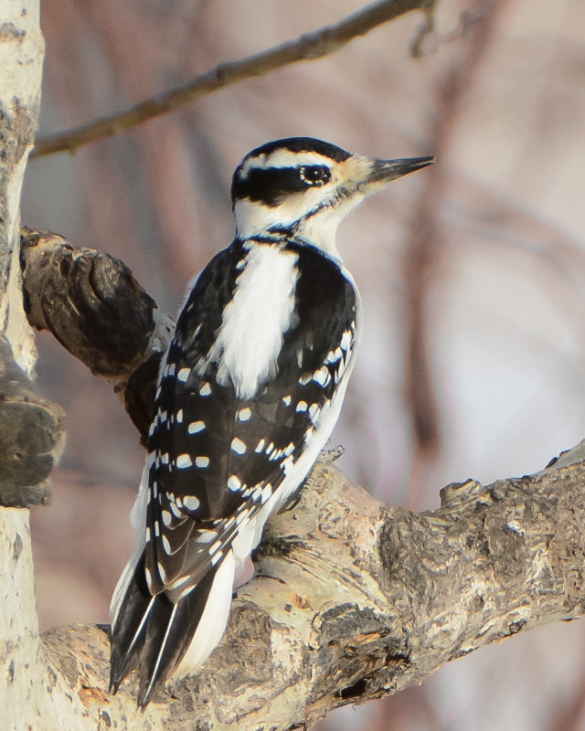 Hairy Woodpecker