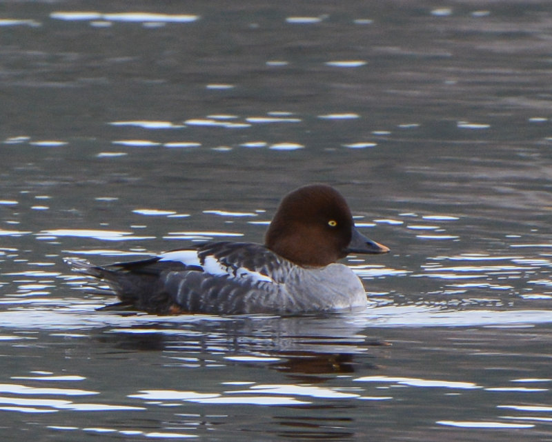 Barrows Goldeneye