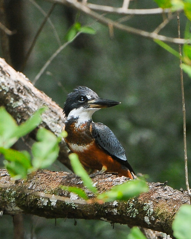 Ringed Kingfisher