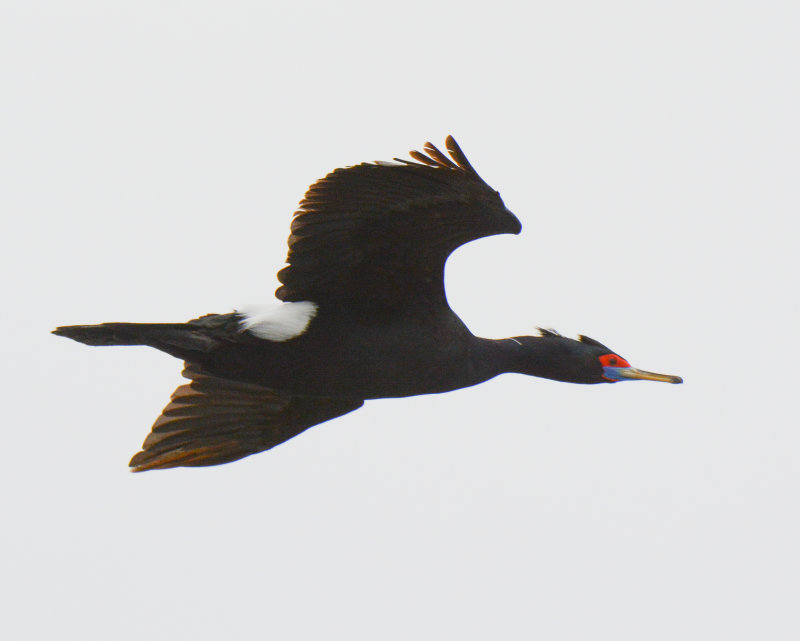 Red-faced Cormorant