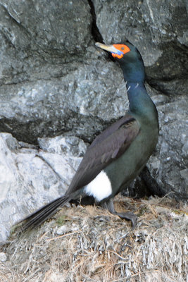 Red-faced cormorant