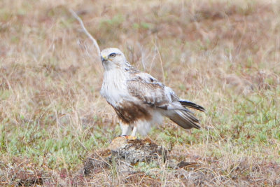 Rough-legged  Hawk
