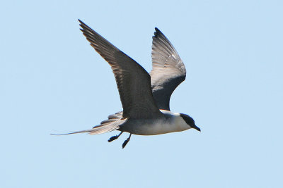 Long-tailed Jaeger