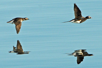 Long-tailed Ducks