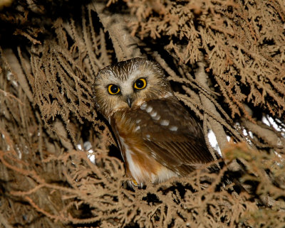 Northern saw-whet owl