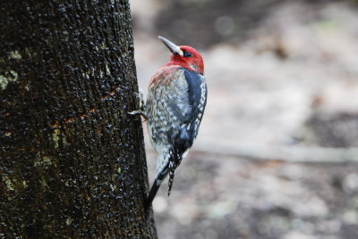 Red-breasted sapsucker