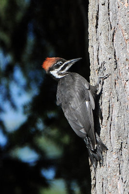 Pileated woodpecker