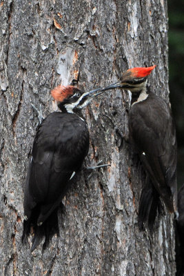 Pileated woodpeckers