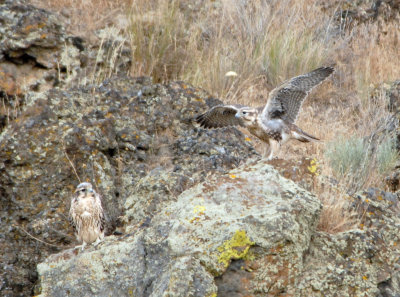 Prairie Falcons