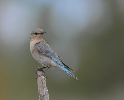 Mountain bluebird