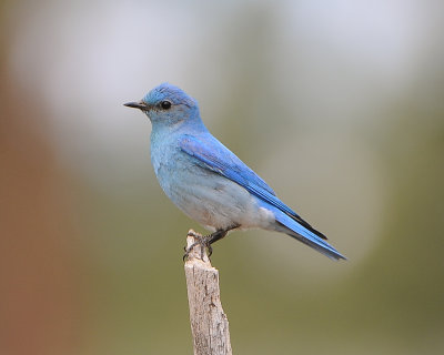 Mountain Bluebird