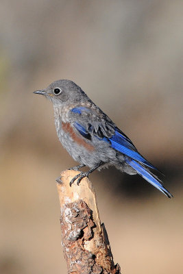 Western Bluebird