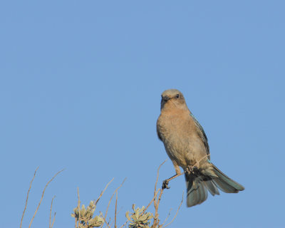 Mountain Bluebird