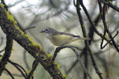Cassin's Vireo