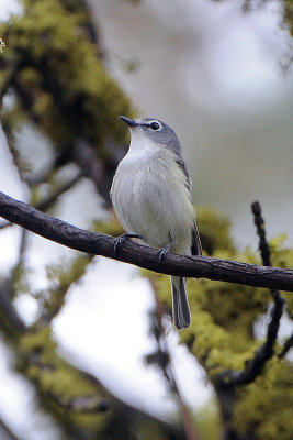 Cassin's vireo