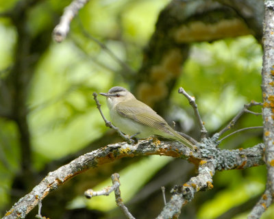 Red-eyed vireo