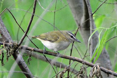 Red-eyed vireo