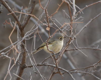 Hutton's Vireo