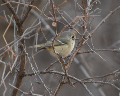 Hutton's Vireo