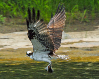 Osprey