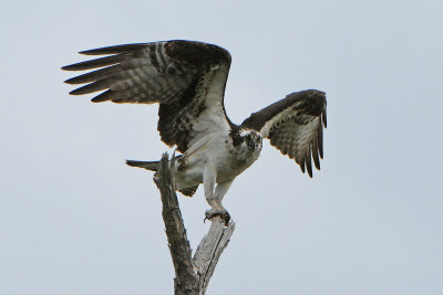 Osprey