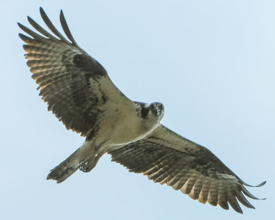 Osprey