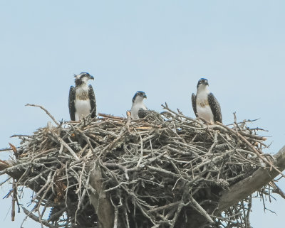 Ospreys