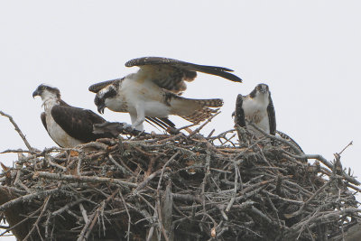 Ospreys