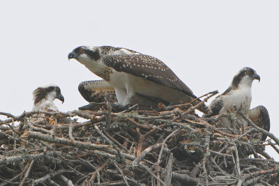 Ospreys