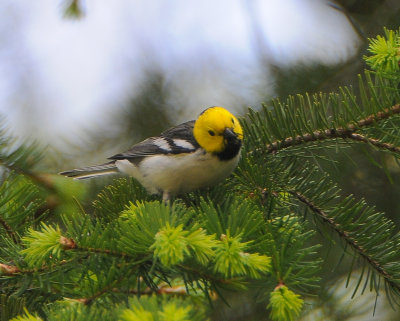 Hermit Warbler