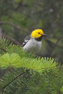 Hermit Warbler