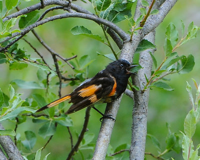 American Redstart