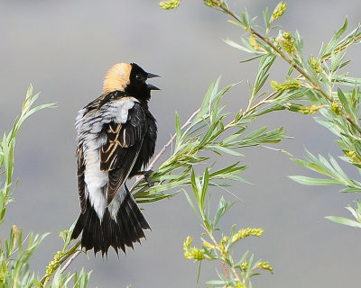 Bobolink