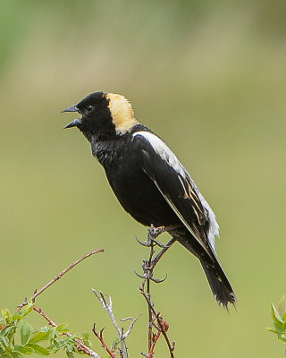 Bobolink