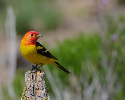 Western Tanager