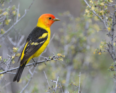 Western Tanager