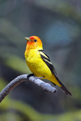 Western Tanager