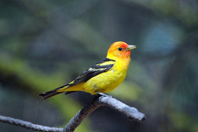 Western Tanager