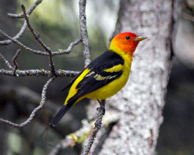 Western Tanager