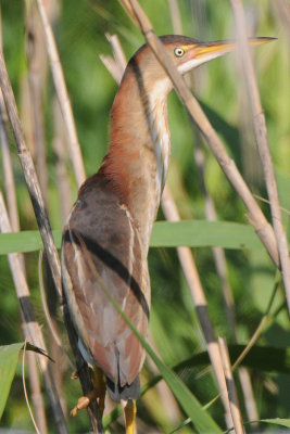 Least Bittern