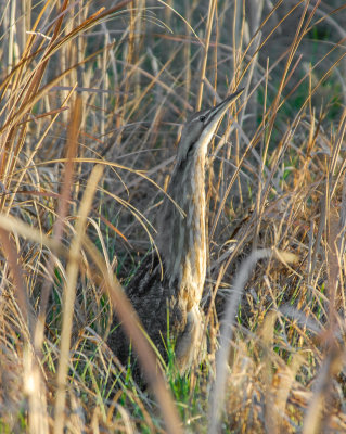 American Bittern