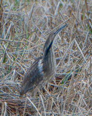 Americn Bittern 