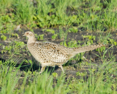 Ring-necked pheasant